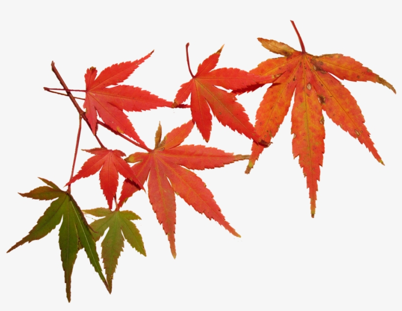 Leaves, Autumn, Tree, Maple, Seasonal, Foliage - Feuilles Automne, transparent png download