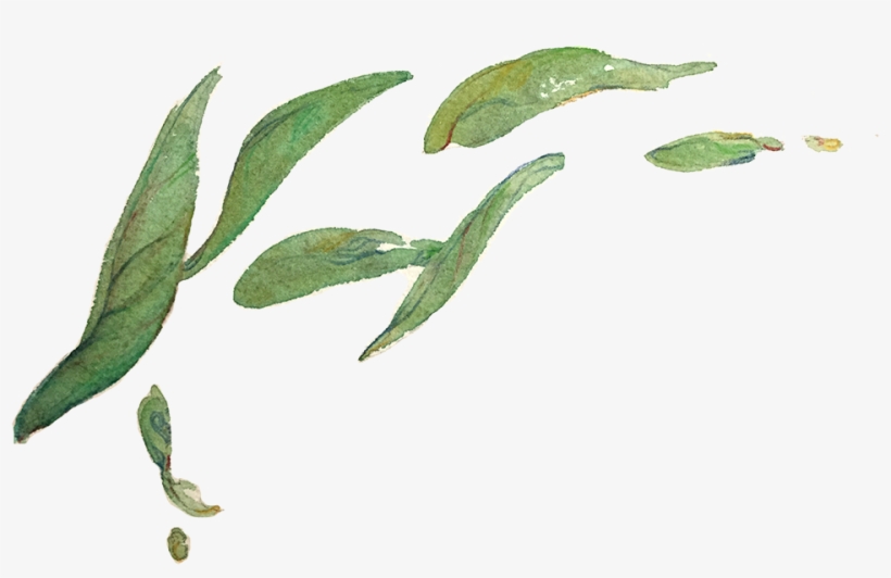A Preview Of My Tea Leaves Study For A Zine Called - Tea, transparent png download