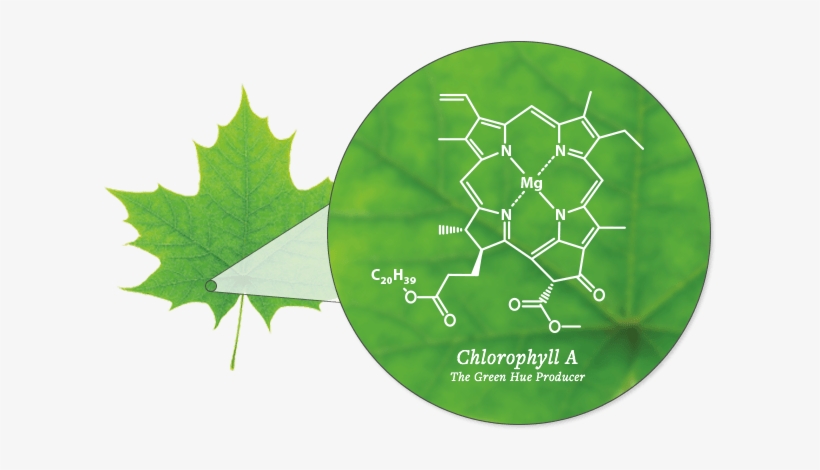 Colorful Leaf Foliage - Maple Leaf, transparent png download