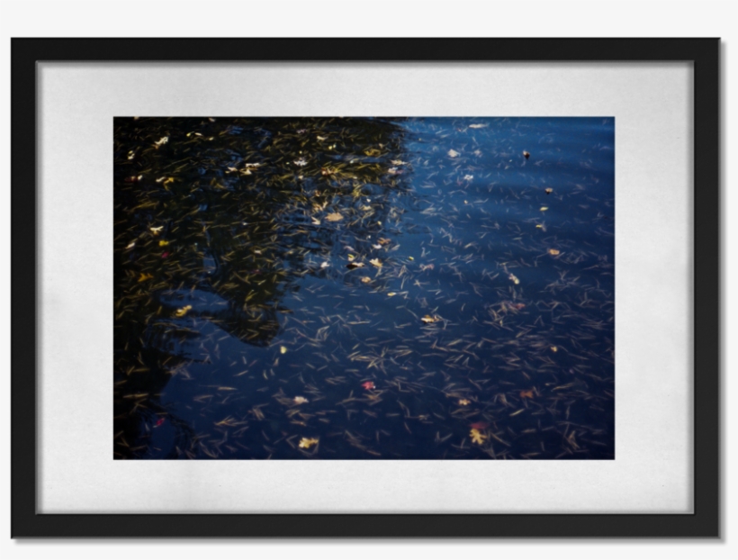 Foliage, transparent png download