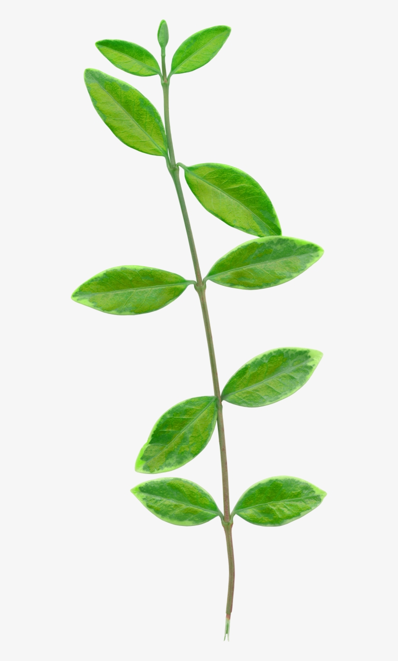 Foliage - Rosa Wichuraiana, transparent png download