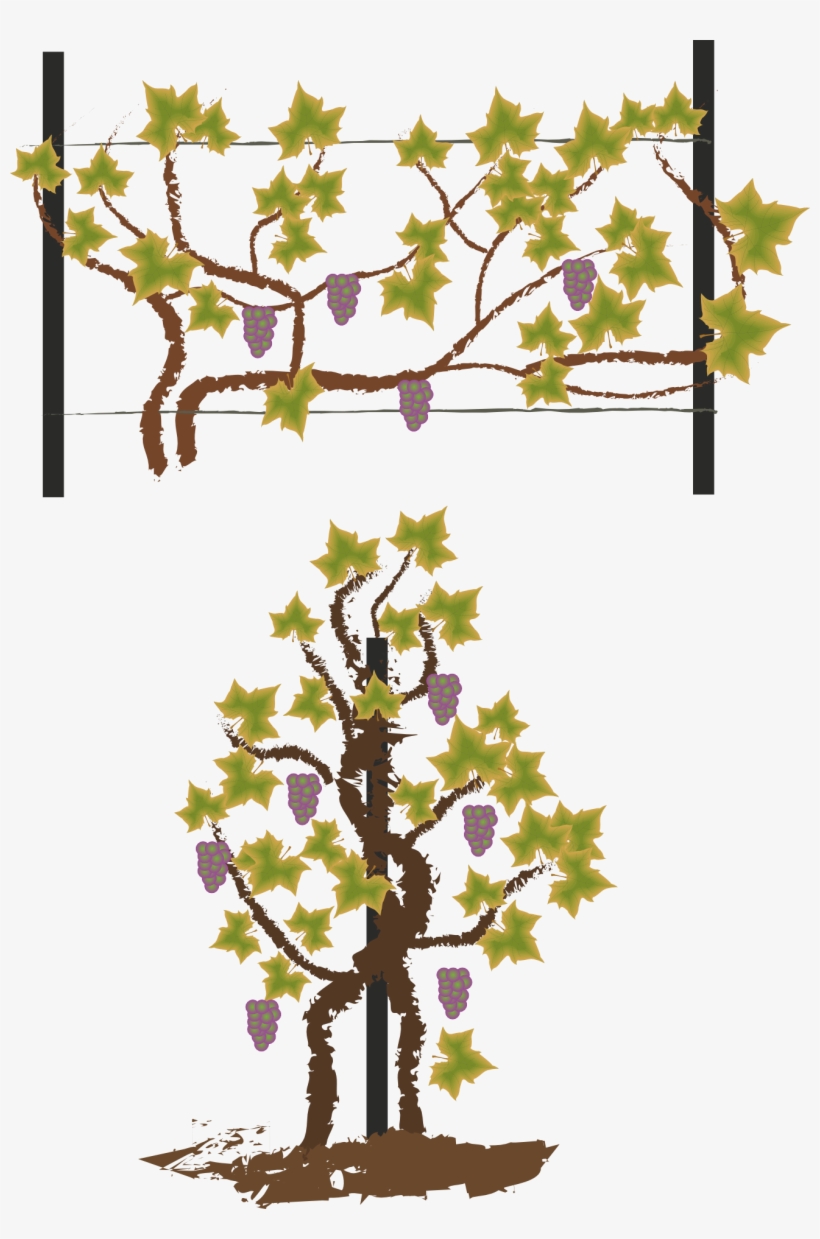 Foliage Wild Grapes Vintage Logo - Wine, transparent png download