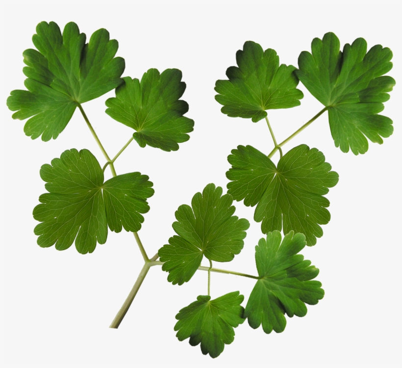 Leaves Plant Foliage - Stock.xchng, transparent png download