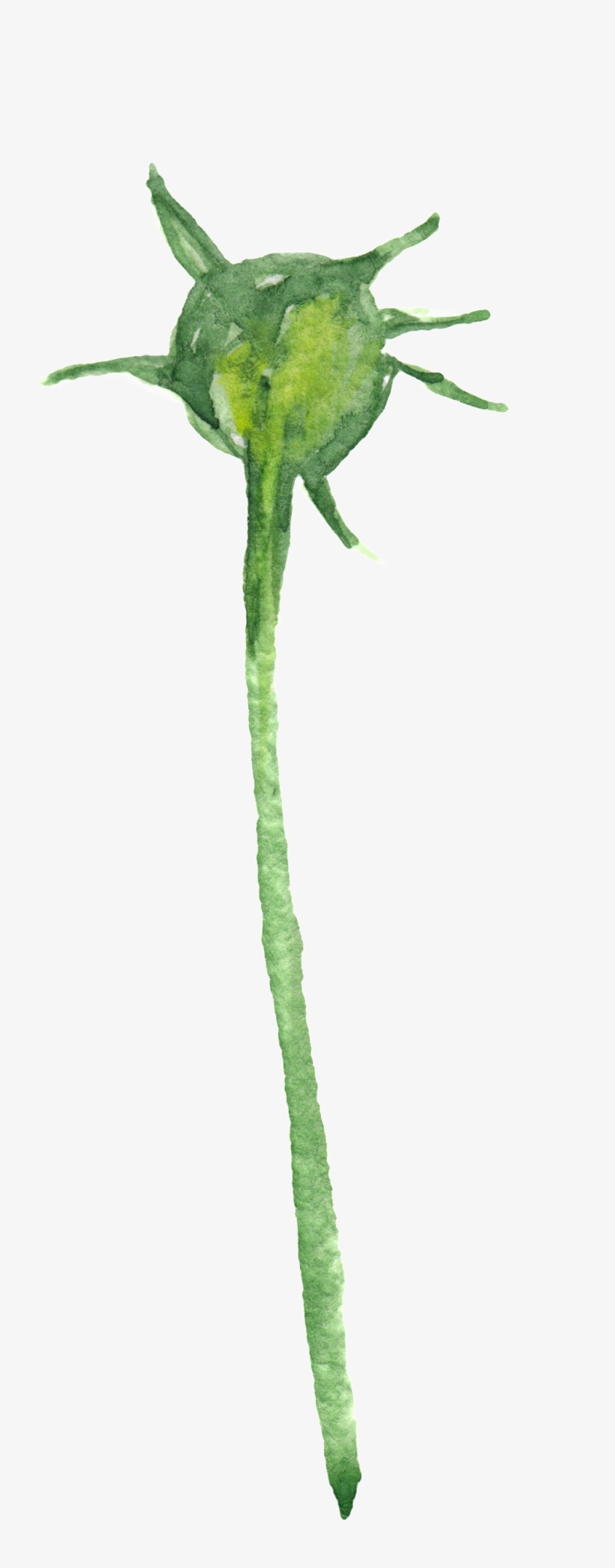 No Flower Flower Transparent Decorative - Portable Network Graphics, transparent png download