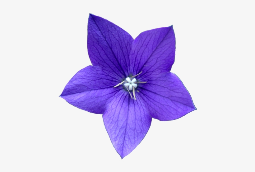 Blue Flower, transparent png download