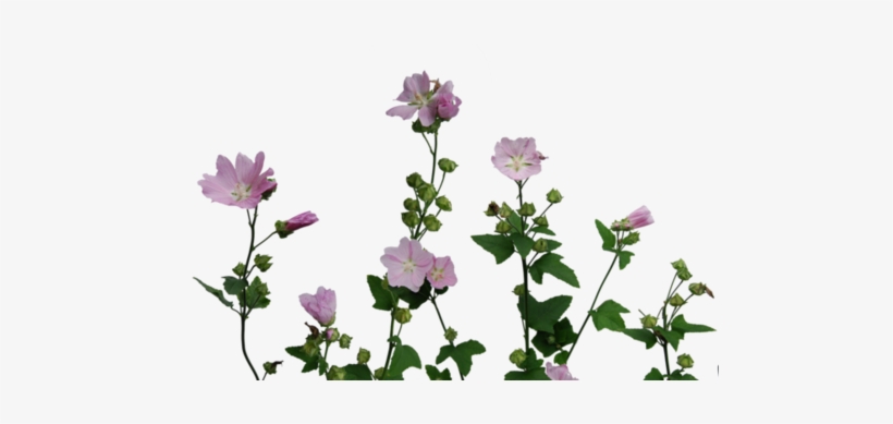 Malva, transparent png download