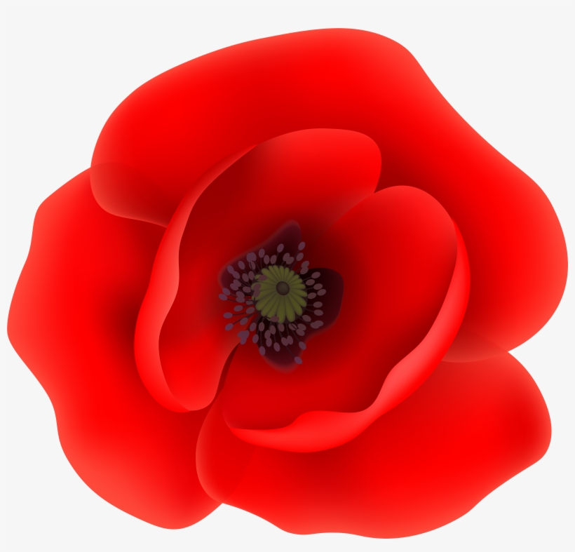 Poppy Flower Cliparts, transparent png download