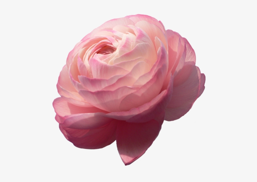 Source - Www - Playcast - Ru - Report - Flowers Png - Ranunculus Flower Png, transparent png download