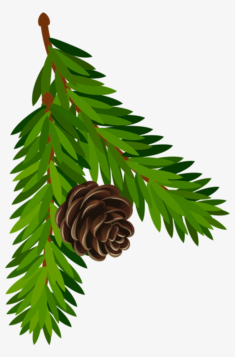 Transparent Pine Branch With Cone Png Artu200b Gallery - Tree Cone Png, transparent png download