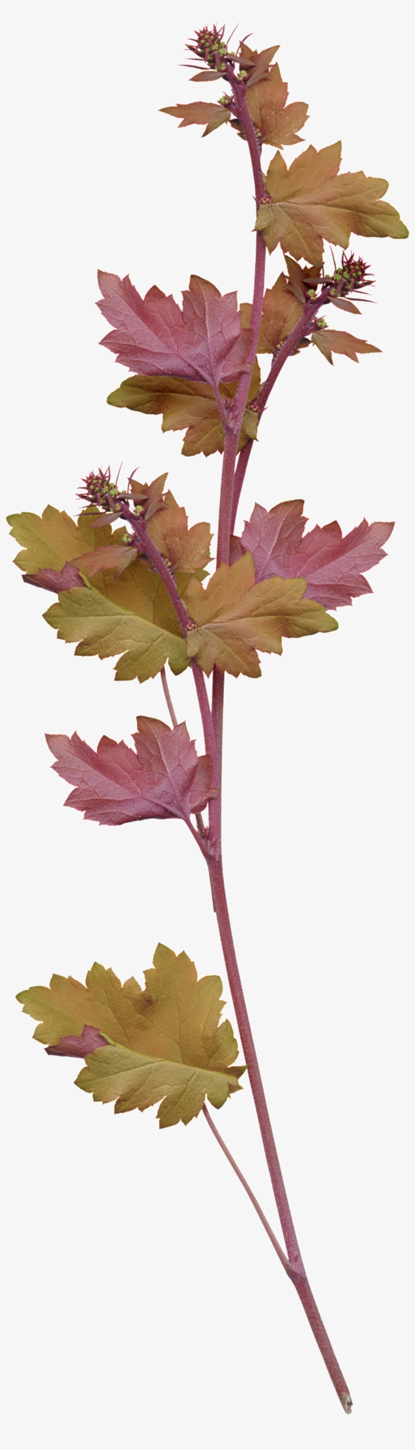 Red Yellow Maple Watercolor Transparent Illustration - Grape, transparent png download