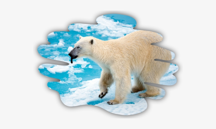 Oil Contamination Can Injure Or Kill Marine Mammals, - Polar Bear, transparent png download