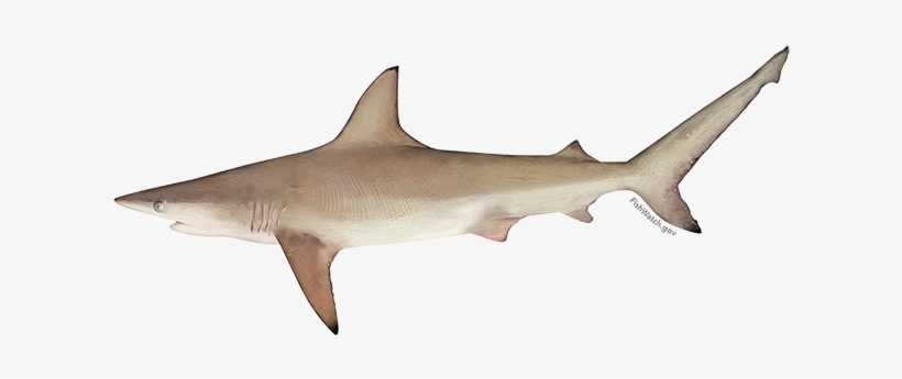Atlantic Blacktip Shark - Blacktip Shark, transparent png download
