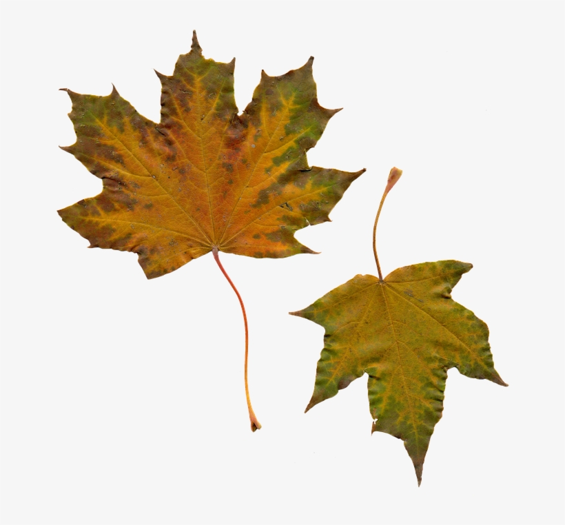 The Study Of Nature Is A Large, If Not The Only, Part - Efterårsblade, transparent png download