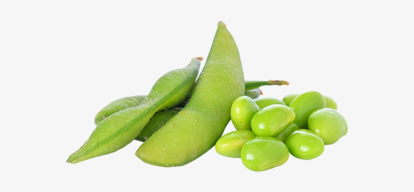 On May 10, The Usda Introduced Its First Forecast Of - Soy Bean Green Png, transparent png download