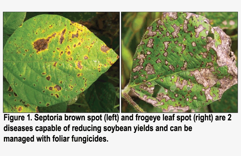 Fungal Diseases Of Soybean, transparent png download