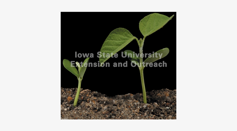 Soybean, transparent png download