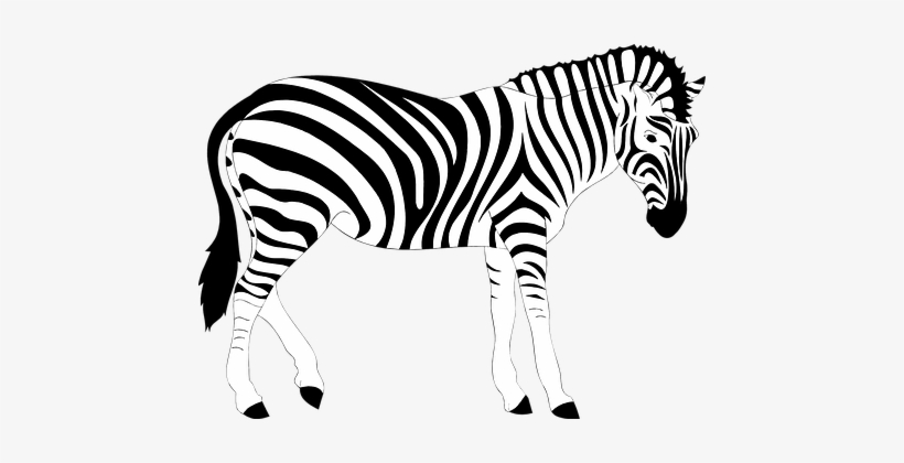 Africa Animal Striped Stripes Wild Zebra Z - Zebra Illustration, transparent png download