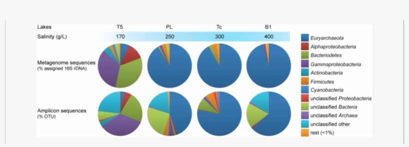 Taxonomic Profiles Of The Microbiota From Hypersaline - Japan, transparent png download