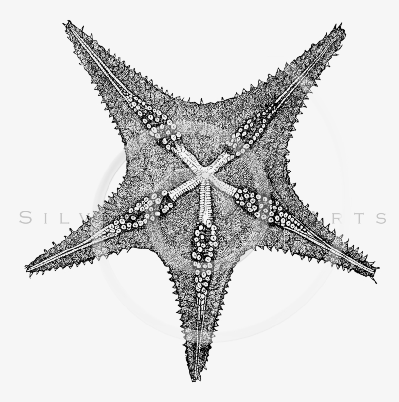 White Starfish Png, transparent png download