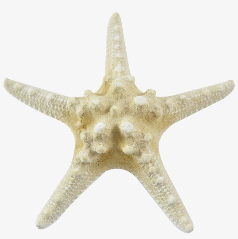 Bleached Knobby Starfish - 6"-8", transparent png download