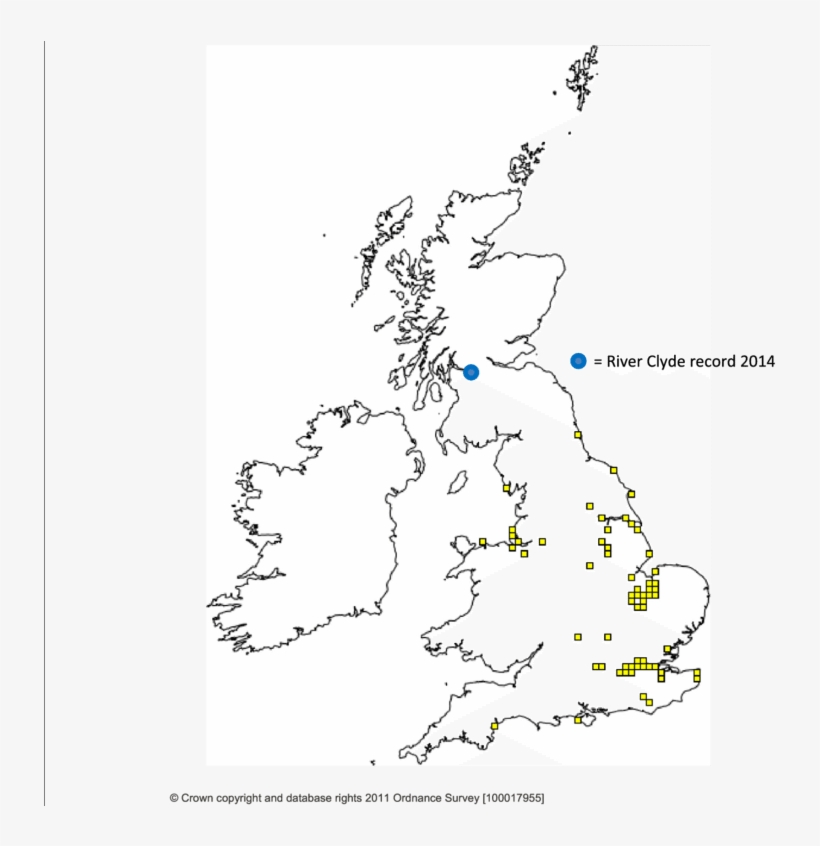 Known Distribution Of Chinese Mitten Crabs In Great - Zebra Mussels Uk Distribution, transparent png download