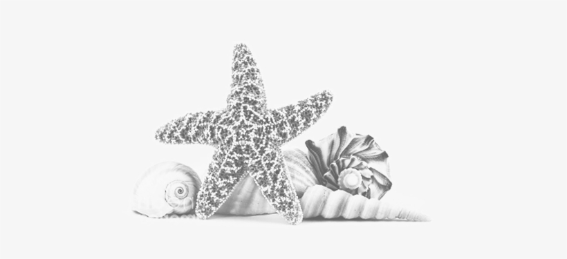"i Need The Sea Because It Teaches Me - Creascents Geurchips Oceaan - 10 Stuks, transparent png download