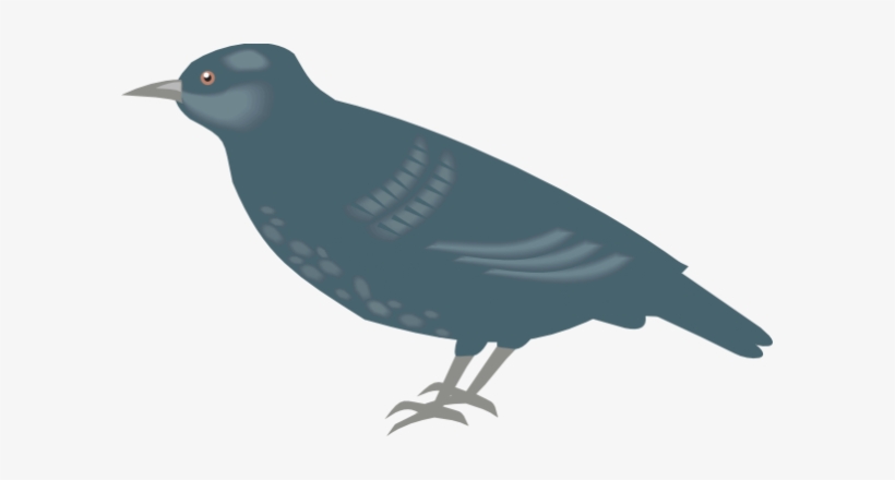 Starling Clipart, transparent png download