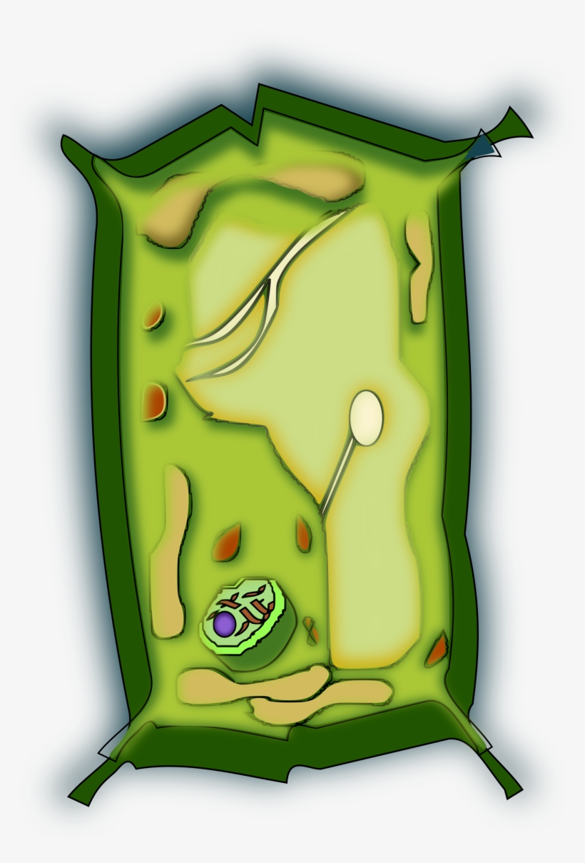 This Free Icons Png Design Of Celula Vegetal, transparent png download