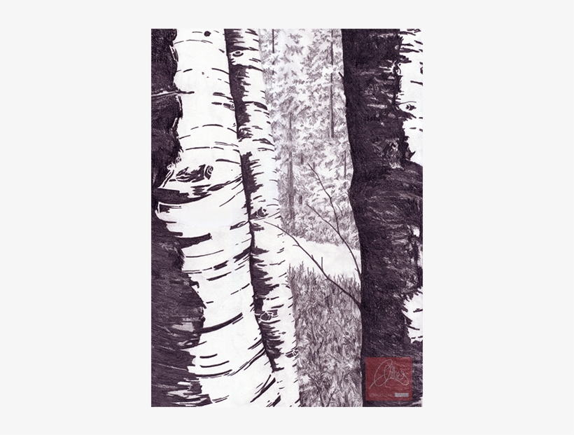 Birch Tree Drawing “ - Grove, transparent png download