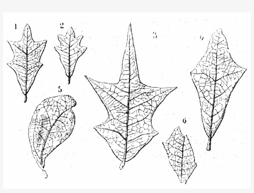File - La Nature - 1877 - S2 - P085 - Les Périodes - Sketch, transparent png download