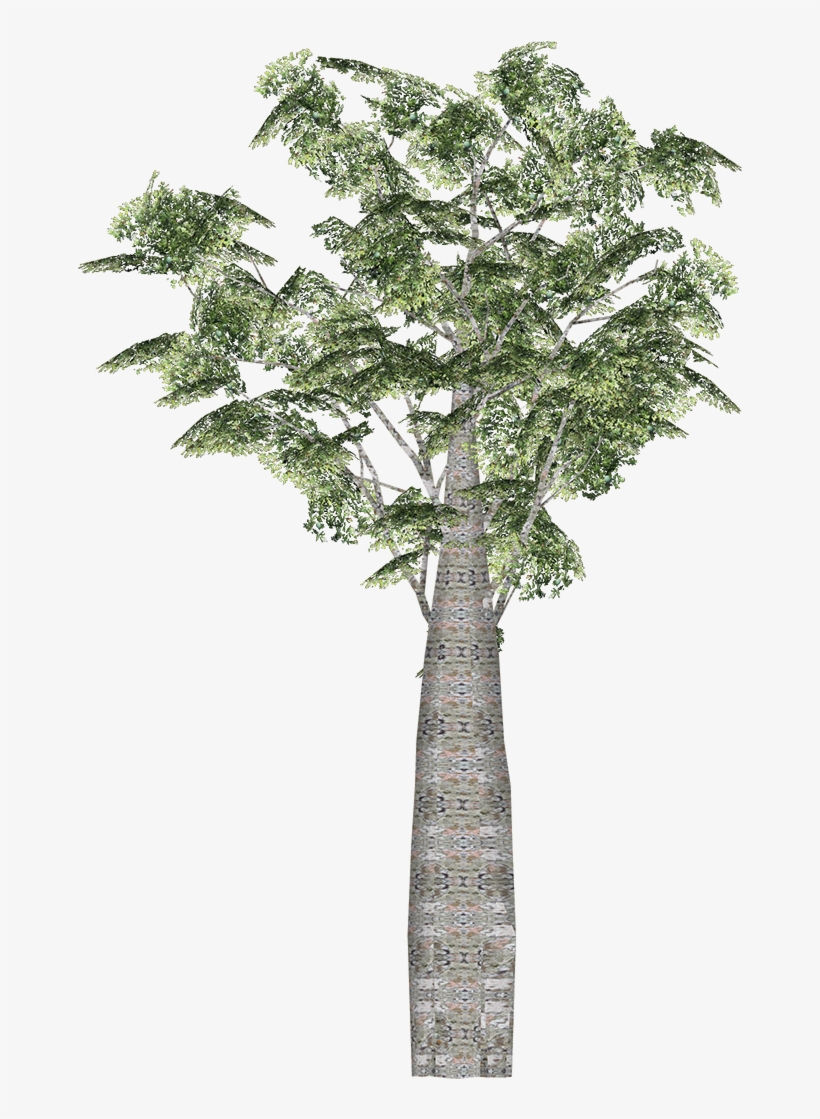 Kauri - Wiki, transparent png download