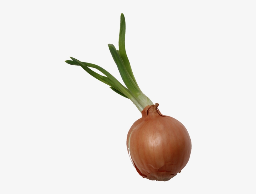 Onion - Shallot, transparent png download