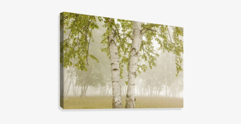 Birch Trees In The Fog - Birch Trees In The Fog Thunder Bay Ontario Canada Canvas, transparent png download