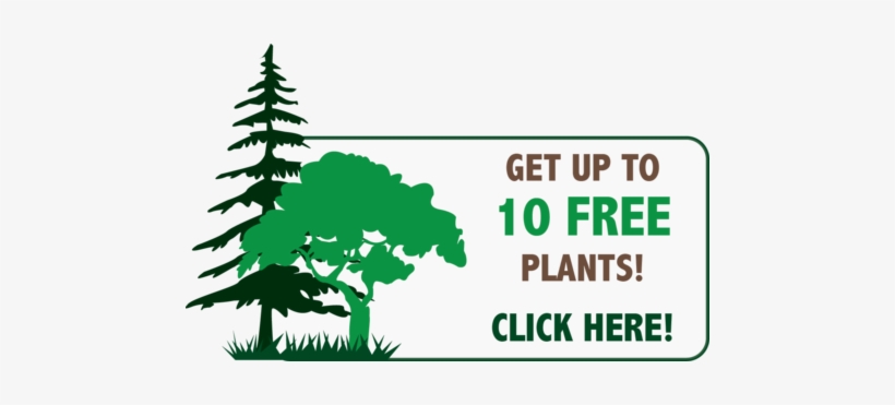 Weeping White Birch Is A Small To Medium Sized Tree - Christmas Tree, transparent png download