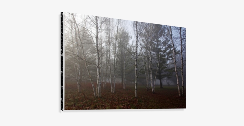 Birch Trees In Fog Canvas Print - Grove, transparent png download