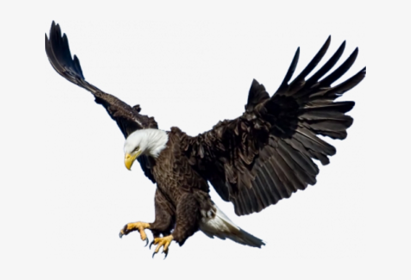 Bald Eagle Png Transparent Images - Eagle Png, transparent png download