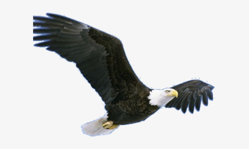 Bird Grand Canyon Animals, transparent png download