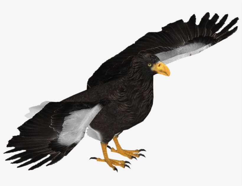 Steller's Sea Eagle - Wedge Tailed Eagle Transparent, transparent png download
