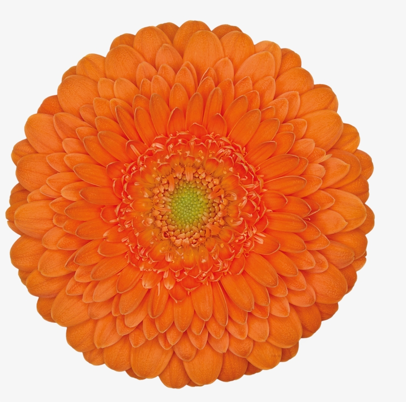 High Resolution Image, Download File, transparent png download