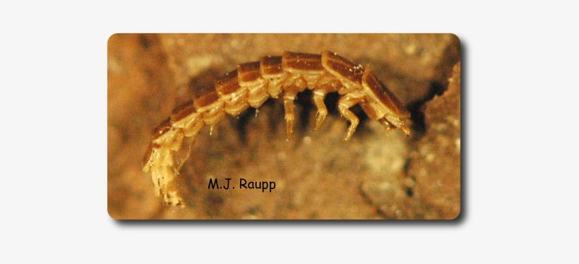 The Strange Lightning Bugs Larva Is A Ground Dwelling - Flea, transparent png download
