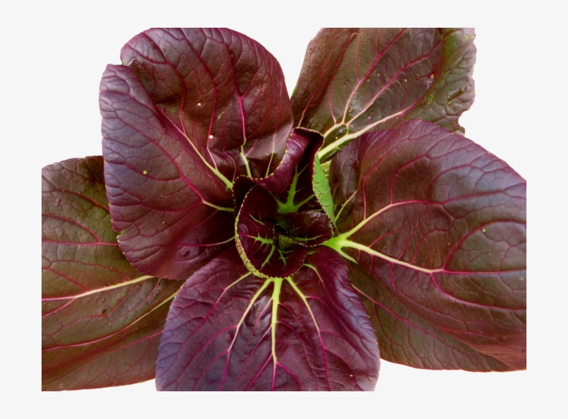 Bok Choy, transparent png download