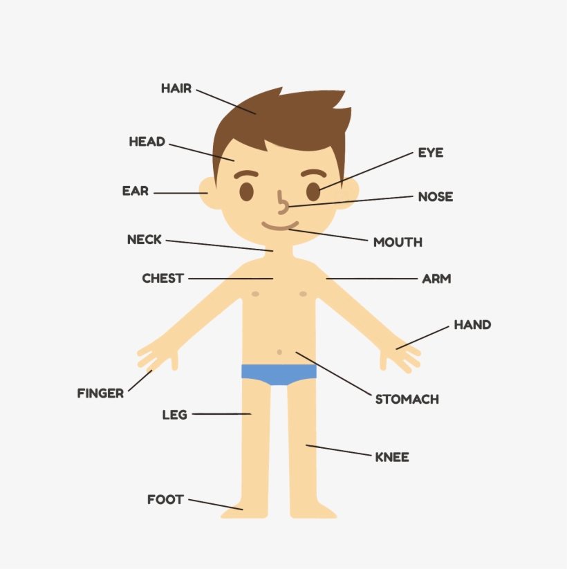 You Have Learned With Your Book How You Can Say Many - Parts Of The Body Nursery, transparent png download