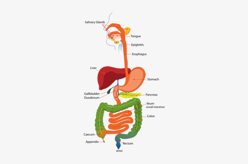 700,000 Of These Body Parts Are Removed Every Year - High Resolution Digestive System, transparent png download