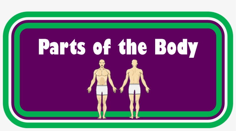 Human Body Parts - Human Body, transparent png download