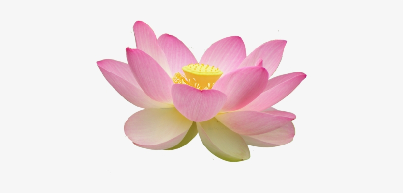 Is Important In The Buddhist Faith - Lotus Flower Buddhism Png, transparent png download
