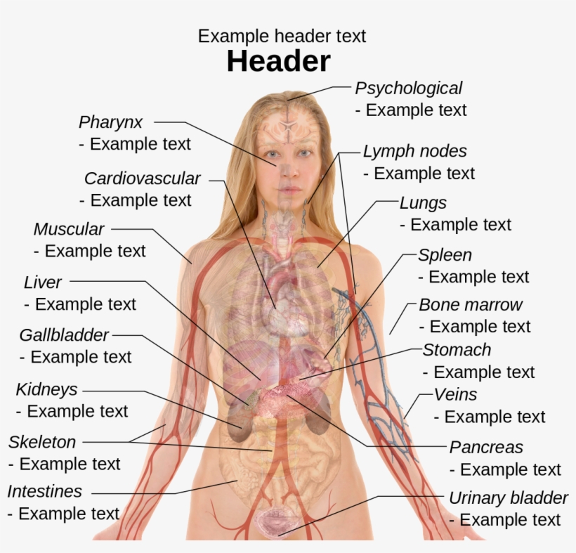 Full Diagram Of The Part Of The Body - Blood Pressure Solution: How To Lower Blood Pressure, transparent png download