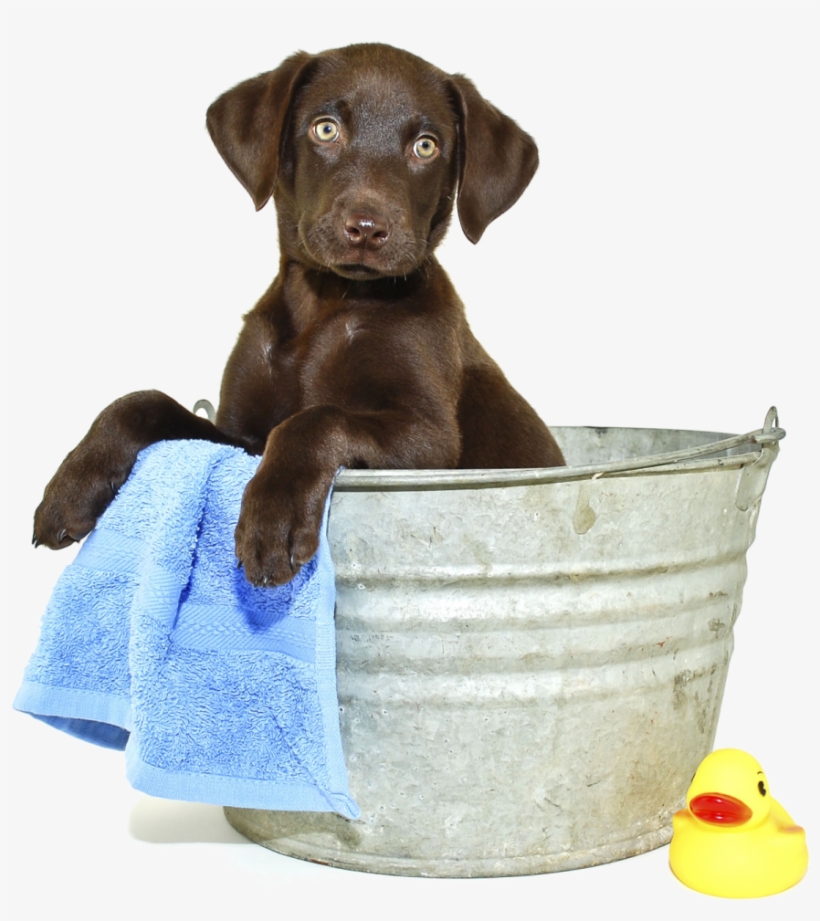 Does Dog Grooming Include Bath