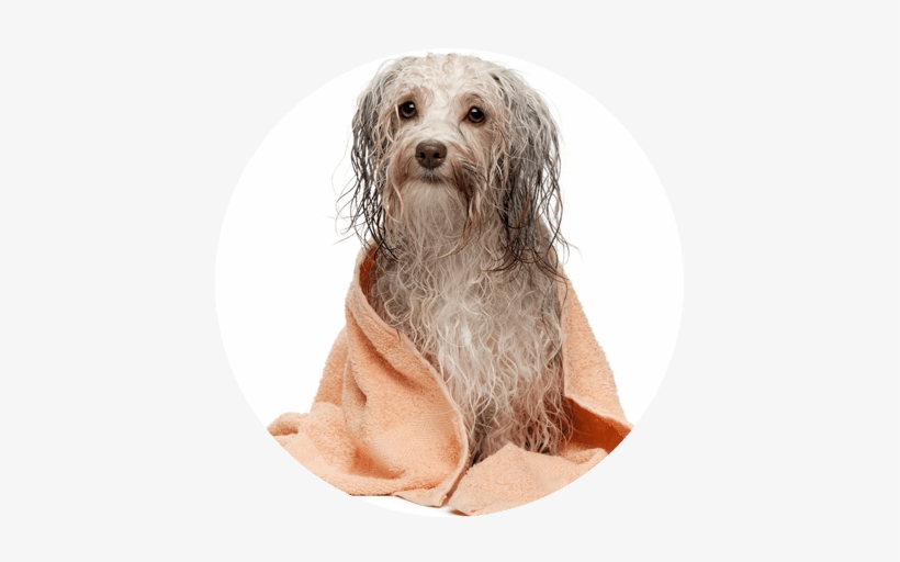 If You Are Looking For A Calming Experience For Your - Perro De Aguas Mojado, transparent png download