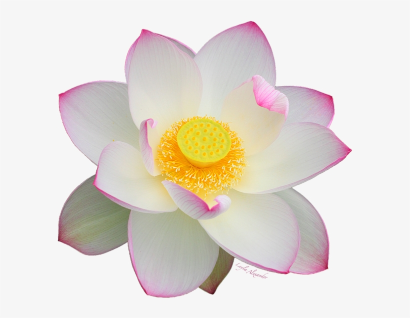 Bleed Area May Not Be Visible - Transparent Background Lotus Flower, transparent png download