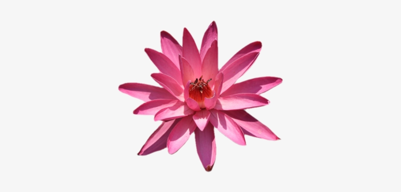 Lotus Flower Png Lotus Flower Png Lotus Flower P - Sacred Lotus, transparent png download